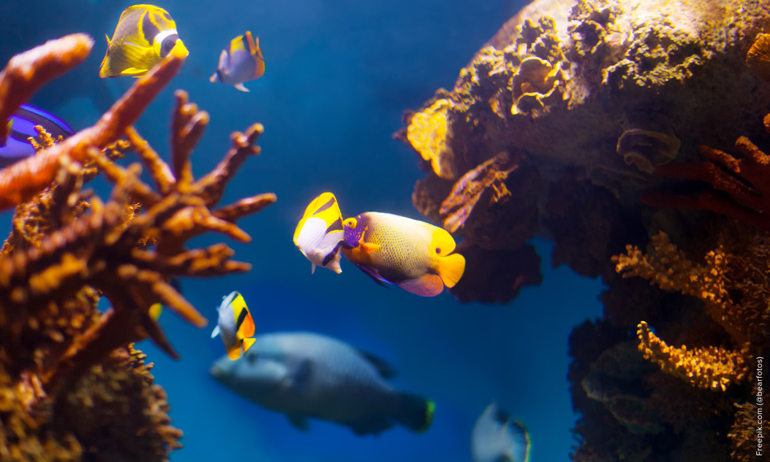 Nitrogen cycle in an aquarium