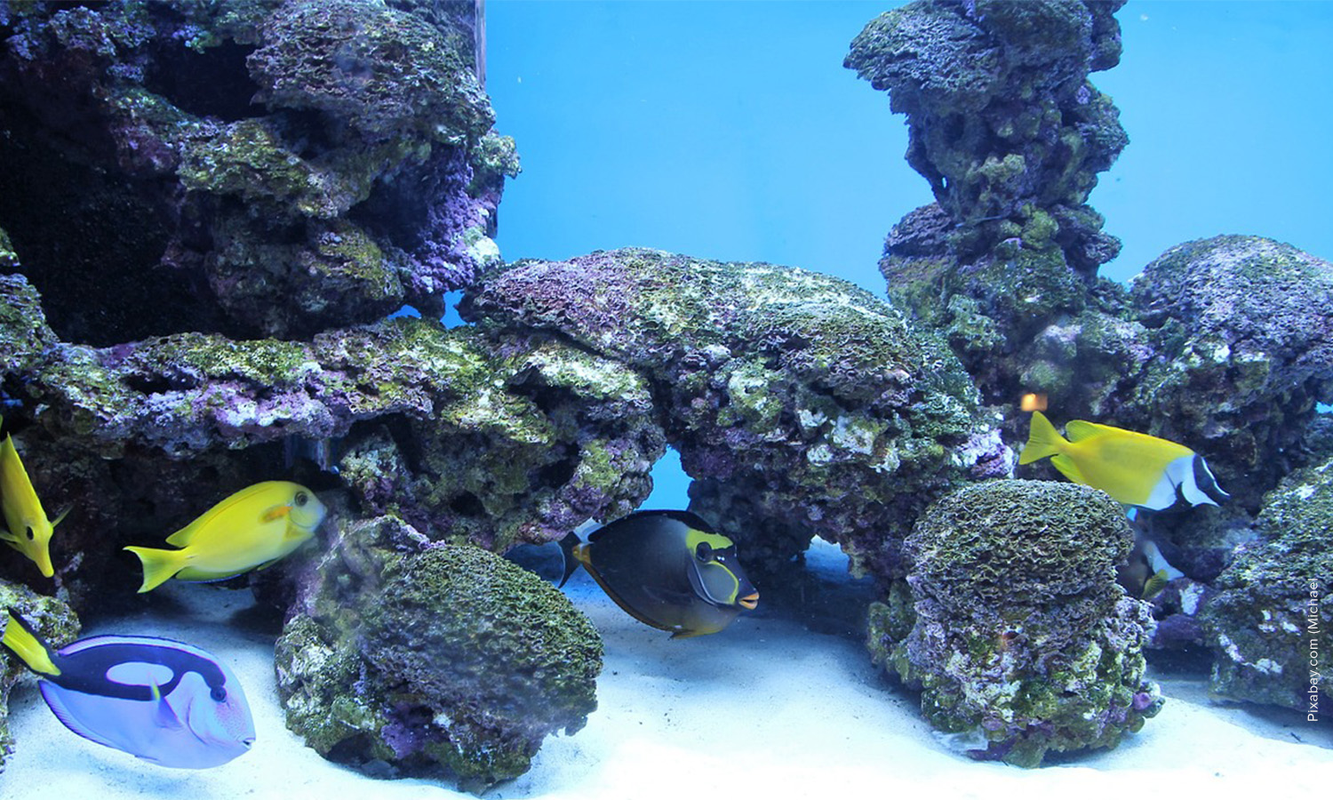 Nitrogen cycle in an aquarium