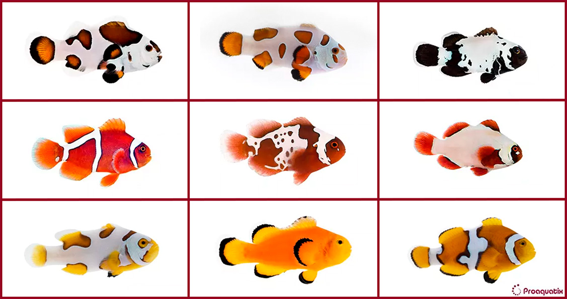 Proaquatix Designer Clownfish