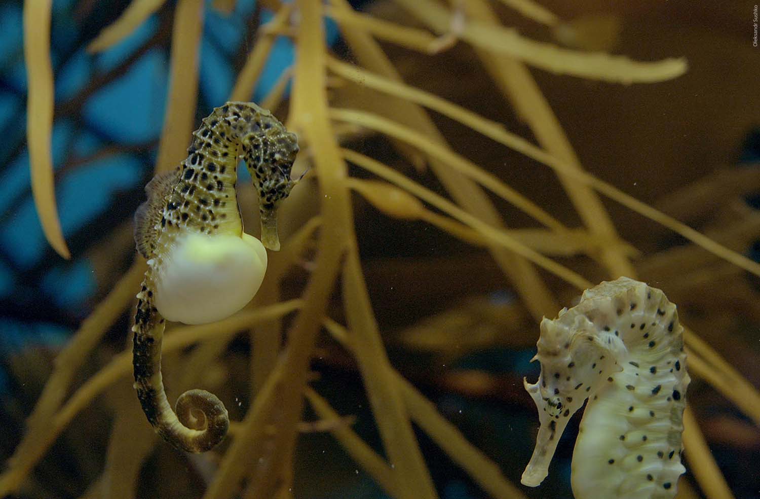 Differences Between Males and Females_water and salt blog