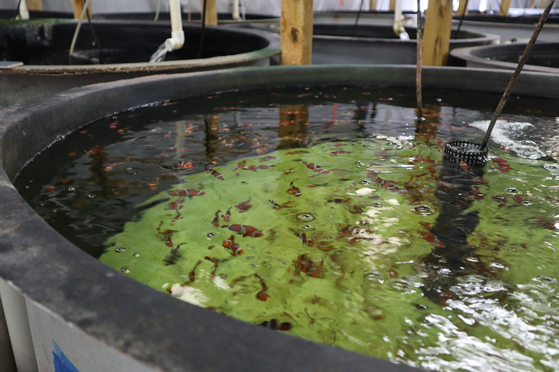 Proaquatix Clownfish tanks