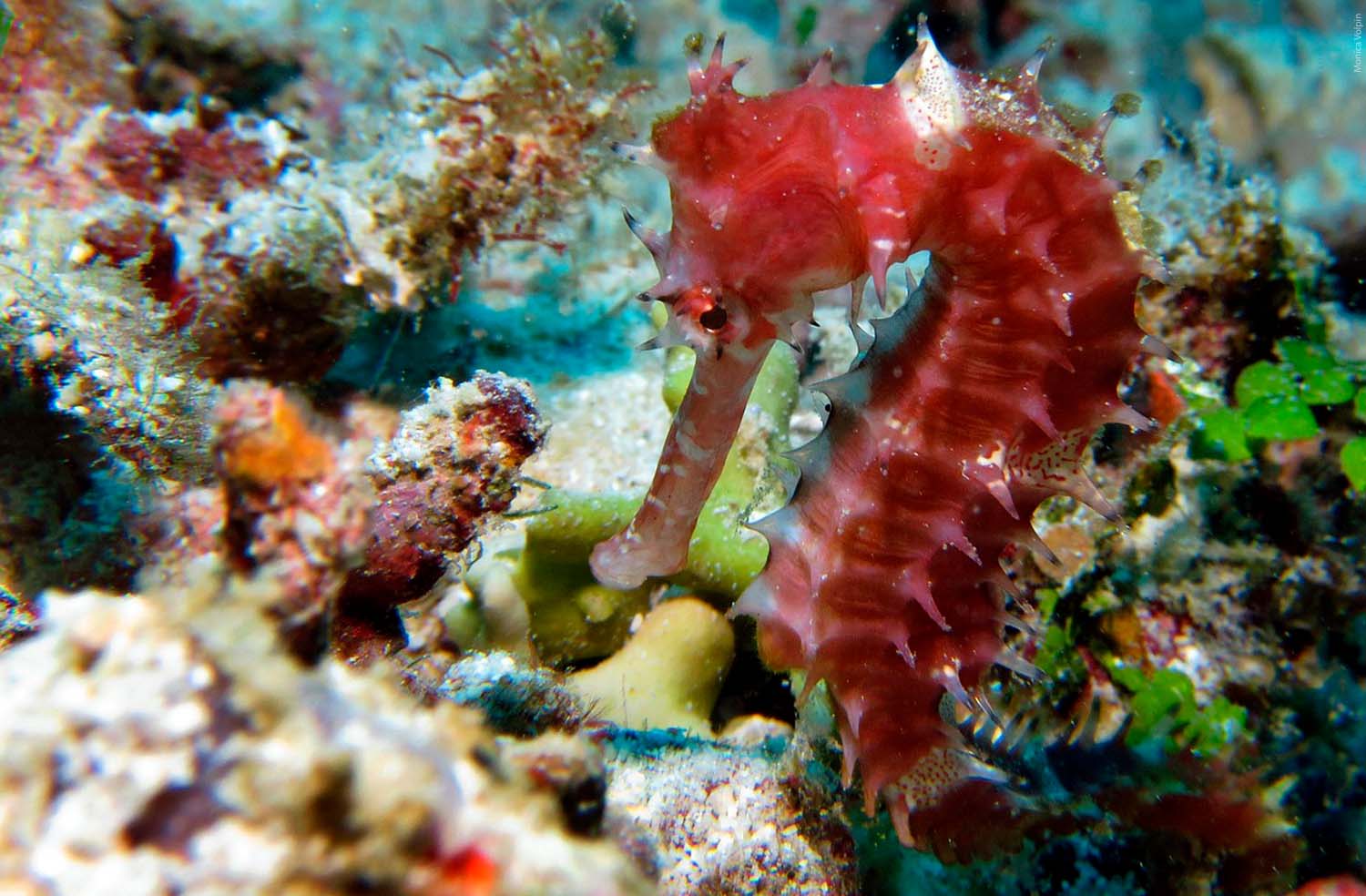 Seahorse Colors and Species