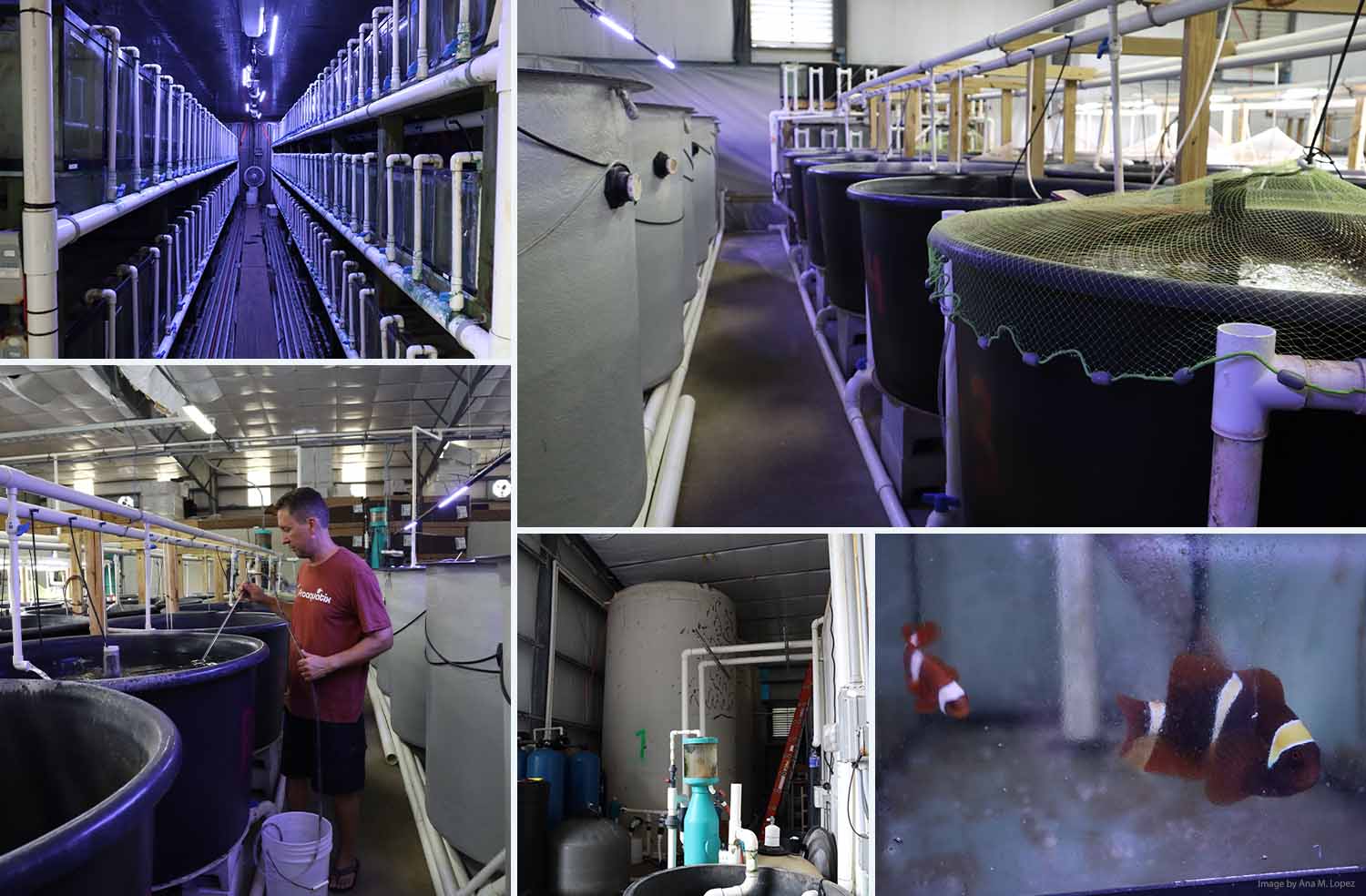 Proaquatix Designer clownfish Facilities_Eric wagner