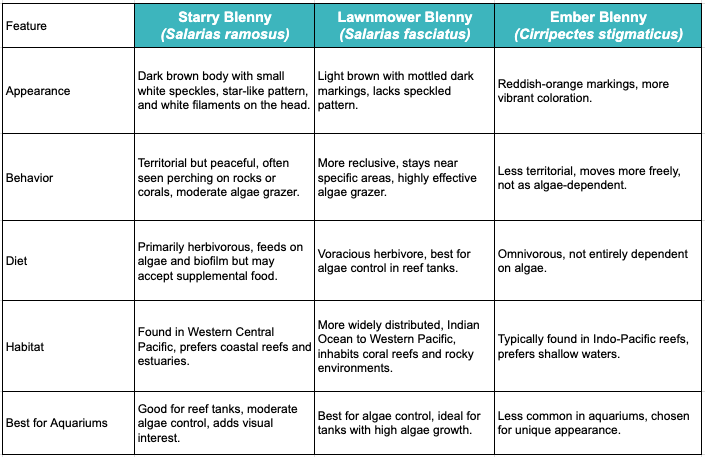 starry blenny vs lawnmower blenny