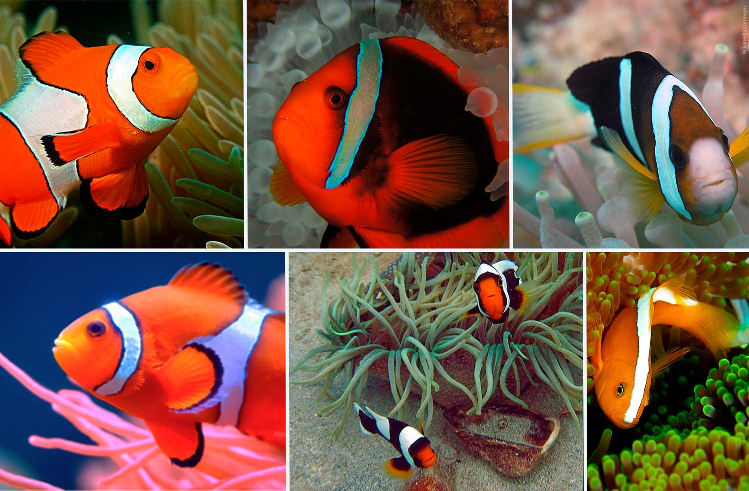 wild clownfish wikimedia commons
