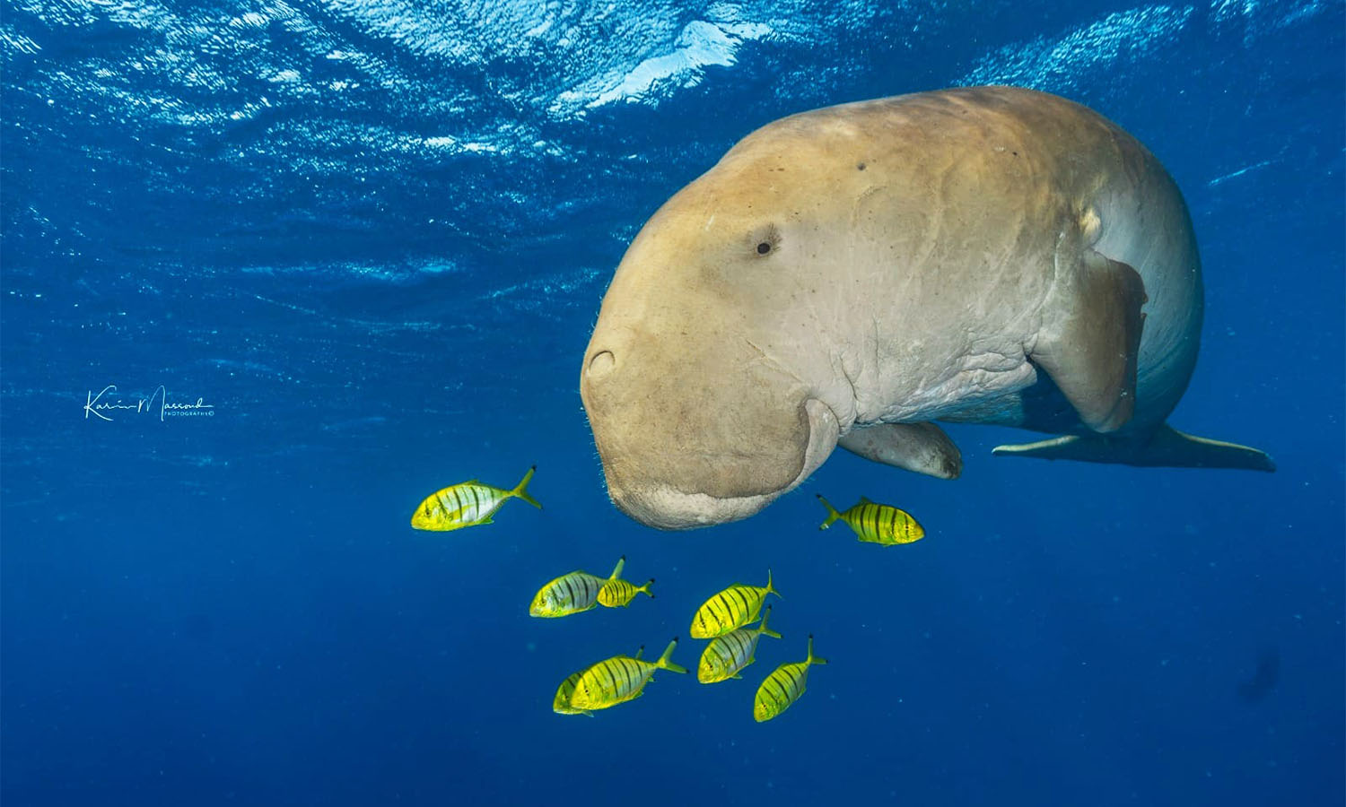 Dugong (D. dugon) in Red sea by Karim Massoud