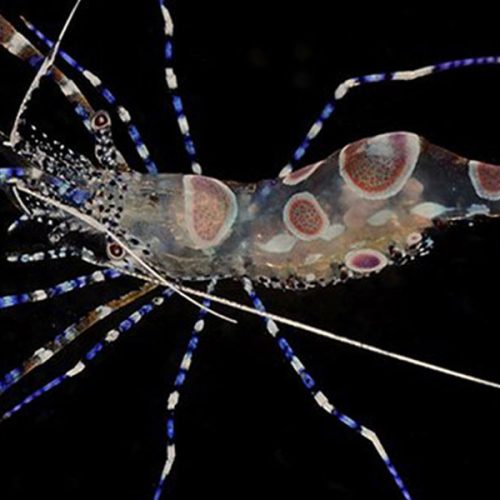 Header Art. camaron cristal