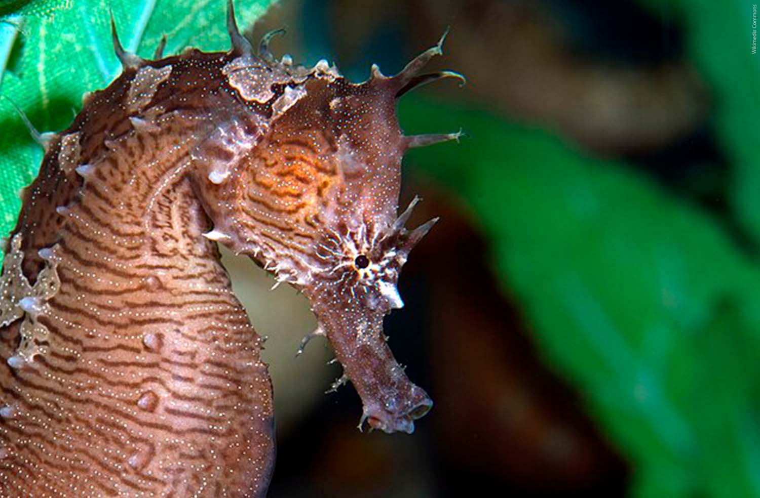 Lined Seahorse_ Water and Salt Blog