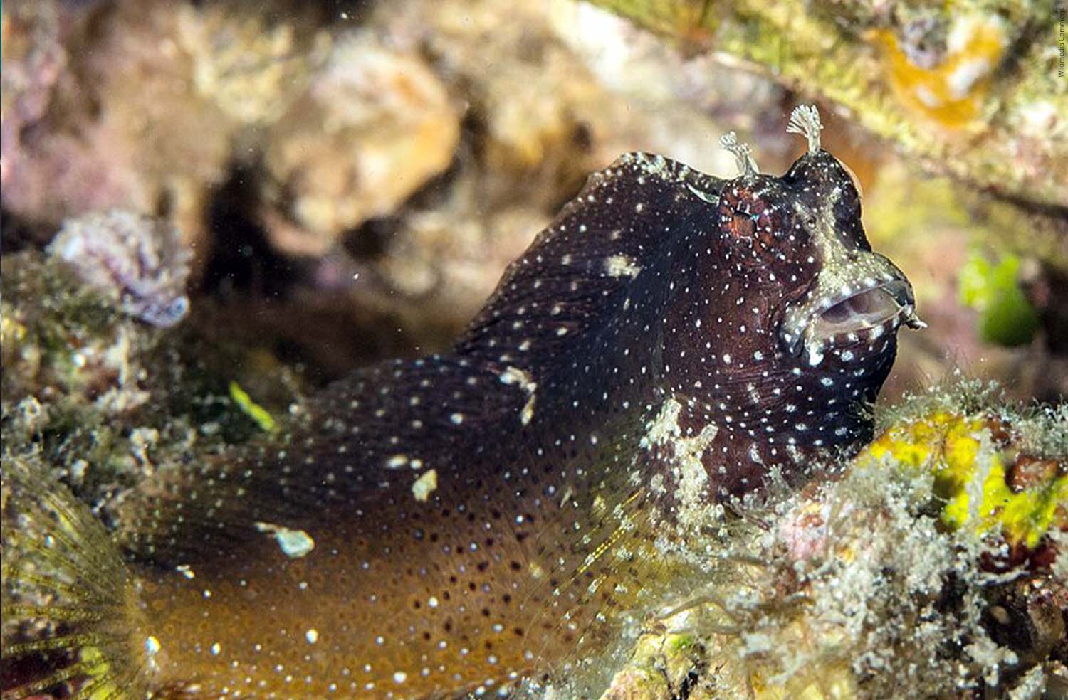 Starry Blenny (Salarias ramosus)-Water and salt blog